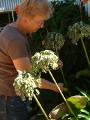 Agapanthus deadheading_margaret